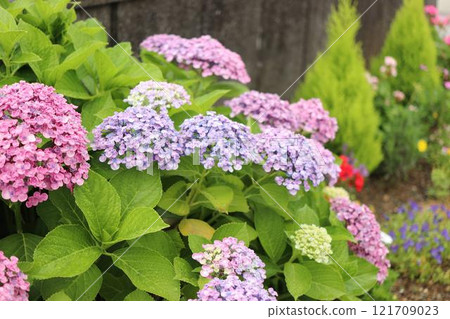 開花在路旁的八仙花屬 開花在路旁的八仙花屬 121709023