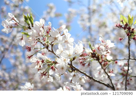 面對天空 121709090