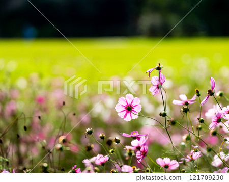 Colorful cosmos in full bloom bathed in the autumn sunshine 121709230
