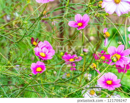 Colorful cosmos in full bloom bathed in the autumn sunshine 121709247