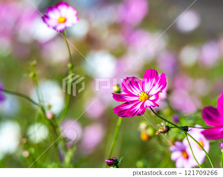 盛開的波斯菊，在秋日的陽光下綻放出絢麗的色彩 121709266