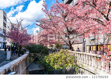 [Shizuoka Prefecture] Beautiful Atami cherry blossoms blooming in the city of Atami 121709283