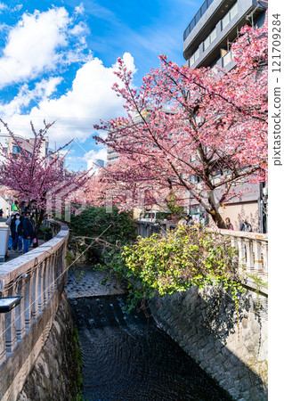 [Shizuoka Prefecture] Beautiful Atami cherry blossoms blooming in the city of Atami 121709284