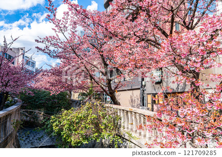 [Shizuoka Prefecture] Beautiful Atami cherry blossoms blooming in the city of Atami 121709285
