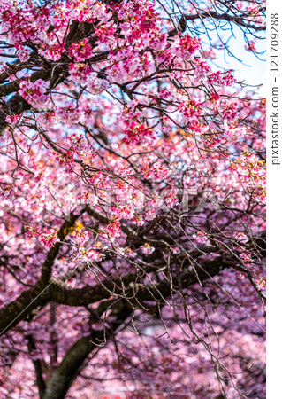 [Shizuoka Prefecture] Beautiful Atami cherry blossoms blooming in the city of Atami 121709288