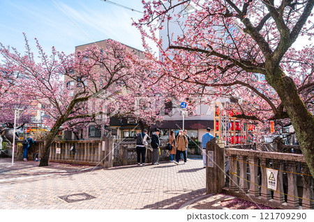 [靜岡縣] 熱海市盛開的熱海櫻花 121709290