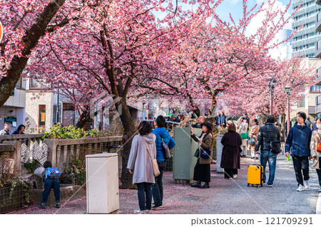 [Shizuoka Prefecture] Beautiful Atami cherry blossoms blooming in the city of Atami 121709291