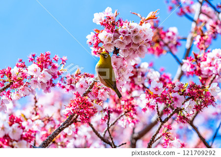 [Shizuoka Prefecture] A Japanese white-eye resting on the cherry blossoms blooming in Atami 121709292