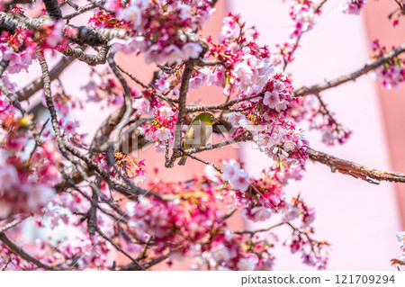 [Shizuoka Prefecture] A Japanese white-eye resting on the cherry blossoms blooming in Atami 121709294