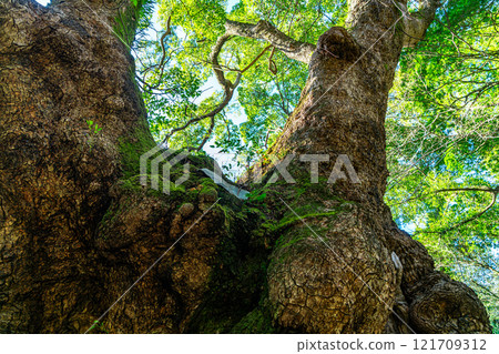 [Shizuoka Prefecture] Okusu, a natural monument at Kinomiya Shrine in Atami City 121709312