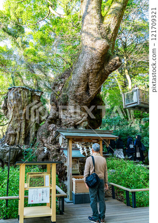 [靜岡縣] 熱海市來宮神社的天然紀念物Okusu 121709321