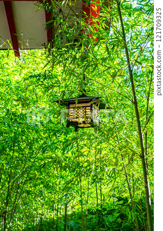 [靜岡縣]熱海市來宮神社的清新竹林 121709325