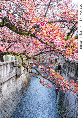 [Shizuoka Prefecture] Beautiful Atami cherry blossoms blooming in the city of Atami 121709339