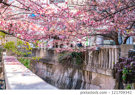 [Shizuoka Prefecture] Beautiful Atami cherry blossoms blooming in the city of Atami 121709342