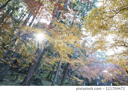 autumn autumn 121709472