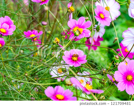 Colorful cosmos in full bloom bathed in the autumn sunshine and a honeybee 121709481