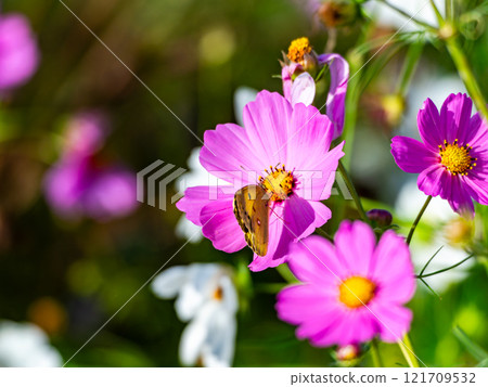 Colorful cosmos and colias butterflies in full bloom bathed in the autumn sunshine 121709532