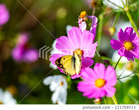 Colorful cosmos and colias butterflies in full bloom bathed in the autumn sunshine Colorful cosmos and colias butterflies in full bloom bathed in the autumn sunshine 121709533