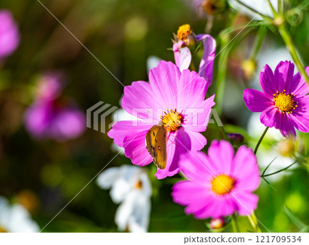 Colorful cosmos and colias butterflies in full bloom bathed in the autumn sunshine Colorful cosmos and colias butterflies in full bloom bathed in the autumn sunshine 121709534