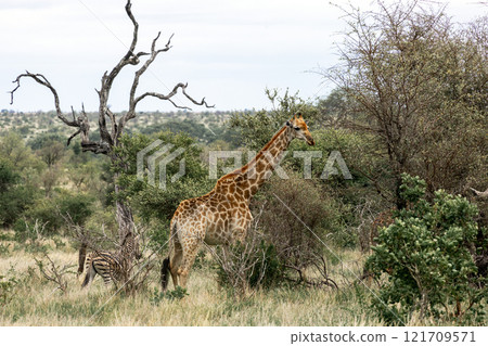 Giraffe and zebra, African animals. Safari in Kruger National Park, South Africa Giraffe and zebra, African animals. Safari in Kruger National Park, South Africa 121709571