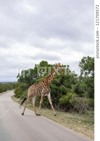 African giraffe crosses the road into the savannah 121709572