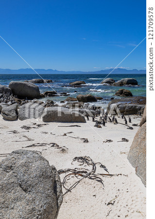 Boulders Beach protected lagoon with colony of African spectacled penguins 121709578
