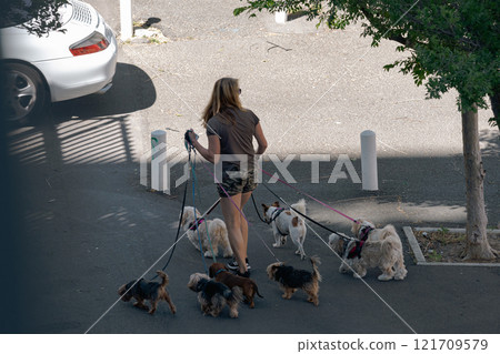 A woman is walking six small dogs on leashes and harnesses. A woman is walking six small dogs on leashes and harnesses. 121709579