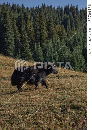 A large black yak with horns walks along a hillside near a forest 121709586