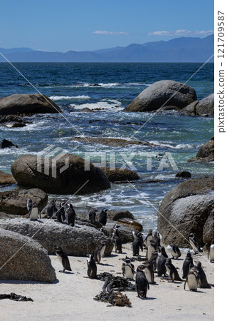 Boulders Beach protected lagoon with colony of African spectacled penguins 121709587