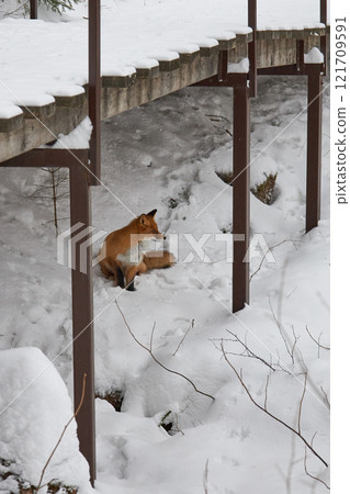Red fox sit on snow under footbridge in national park 121709591