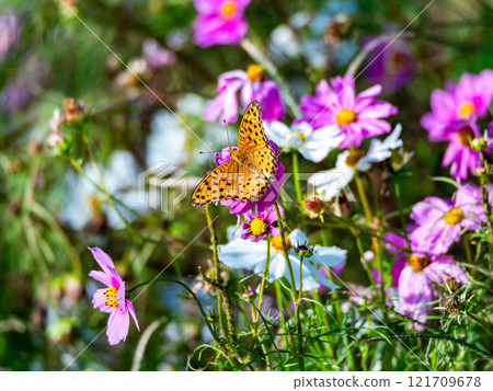 Colorful cosmos in full bloom bathed in the autumn sunshine and a swallowtail butterfly Colorful cosmos in full bloom bathed in the autumn sunshine and a swallowtail butterfly 121709678