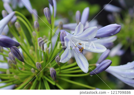 百子蓮 百子蓮 121709886