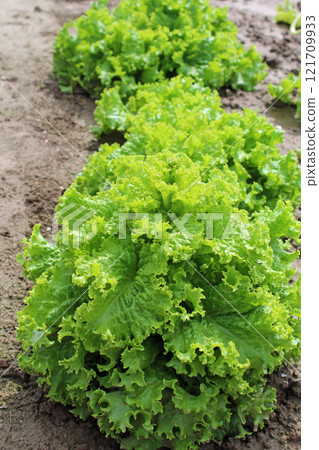 葉生菜 葉生菜 121709933