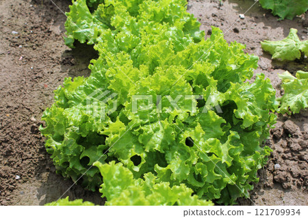 葉生菜 葉生菜 121709934