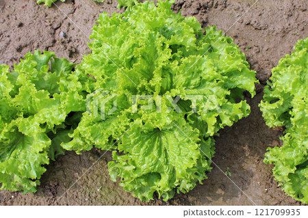 葉生菜 葉生菜 121709935