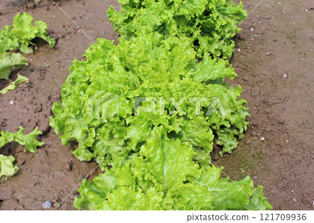 葉生菜 葉生菜 121709936