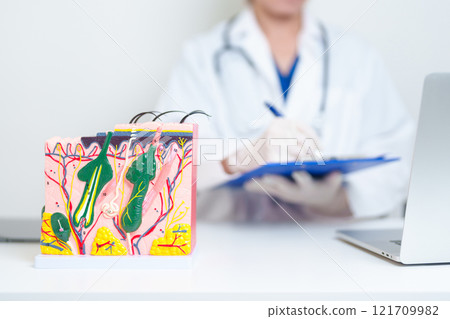 Dermatologist with anatomy model of human skin with hair. Doctor show structure of Skin, Skin disease and Hair loss. Health care, Dermatology treatment, Cosmetic surgery and Beauty consultation clinic 121709982