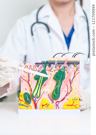 Dermatologist with anatomy model of human skin with hair. Doctor show structure of Skin, Skin disease and Hair loss. Health care, Dermatology treatment, Cosmetic surgery and Beauty consultation clinic 121709994