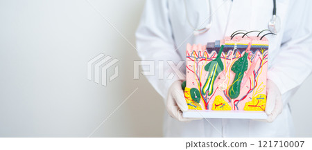 Dermatologist hand holding anatomy model of human skin with hair. Skin disease and Hair loss. Health care, Melanoma and skin cancer, Insurance, Dermatology treatment and Beauty consultation clinic 121710007