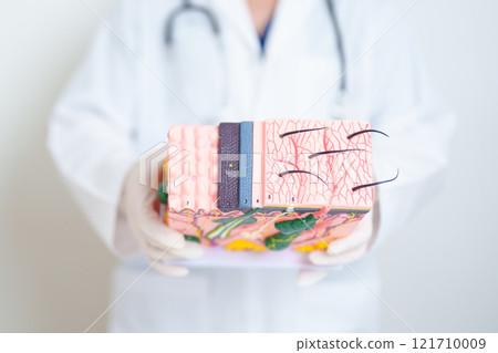 Dermatologist hand holding anatomy model of human skin with hair. Skin disease and Hair loss. Health care, Melanoma and skin cancer, Insurance, Dermatology treatment and Beauty consultation clinic 121710009