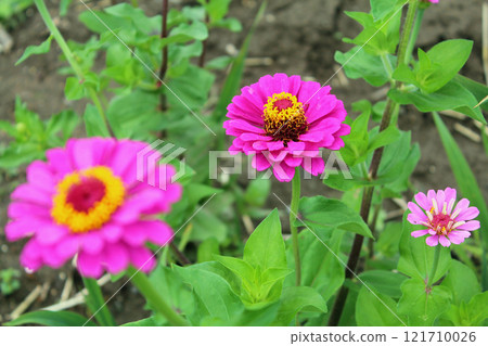 Zinnia grass 121710026