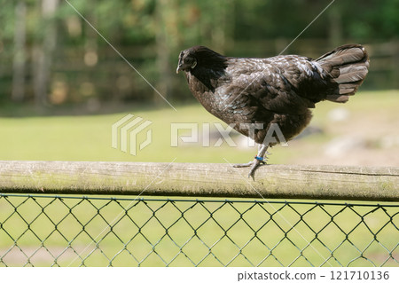 Black chickens standing on a farm fence Black chickens standing on a farm fence 121710136