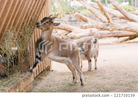 Baby goat eating hay on a farm Baby goat eating hay on a farm 121710139