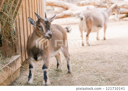Baby goat eating hay on a farm Baby goat eating hay on a farm 121710141