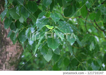 Oasahiko Shrine and Camphor Tree (Naruto City, Tokushima Prefecture) 121710147
