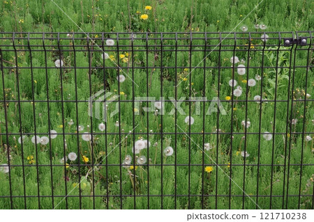 Dandelion fluff that looks ready to fly in at any moment 121710238