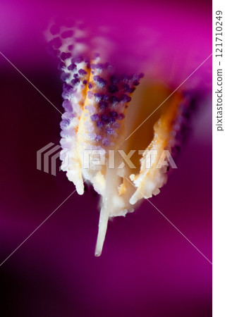 Macro photo of cyclamen stamens and pistils Macro photo of cyclamen stamens and pistils 121710249
