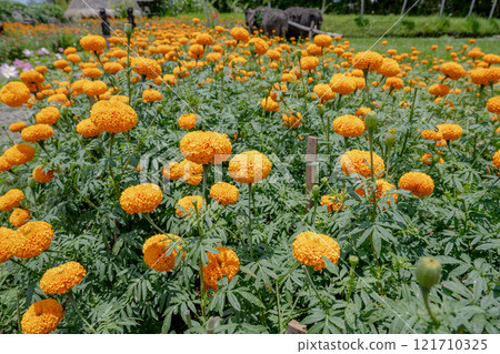 Yellow flower special photo mirror head, Manju chrysanthemum is a beautiful flower to admire once in a while Yellow flower special photo mirror head, Manju chrysanthemum is a beautiful flower to admire once in a while 121710325