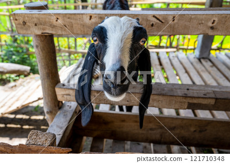 Bali, Indonesia - October 22, 2024: View of Maha Gangga Valley restaurant. Feed the goats 121710348