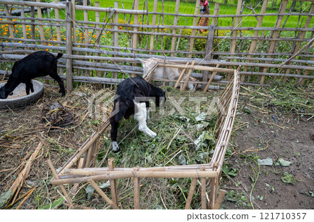 Bali, Indonesia - October 22, 2024: View of Maha Gangga Valley restaurant. Feed the goats Bali, Indonesia - October 22, 2024: View of Maha Gangga Valley restaurant. Feed the goats 121710357